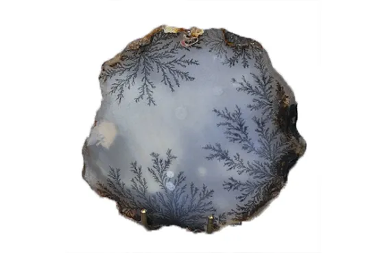 Dendroopal