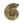 Ammonit